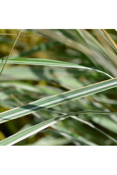 Куничник Інгленд поступова зміна кольору листя на біло-зелене